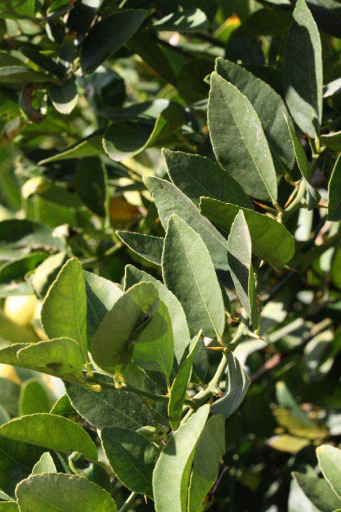            Sun leaves (Thornless Mexican lime, Riverside, CA)   